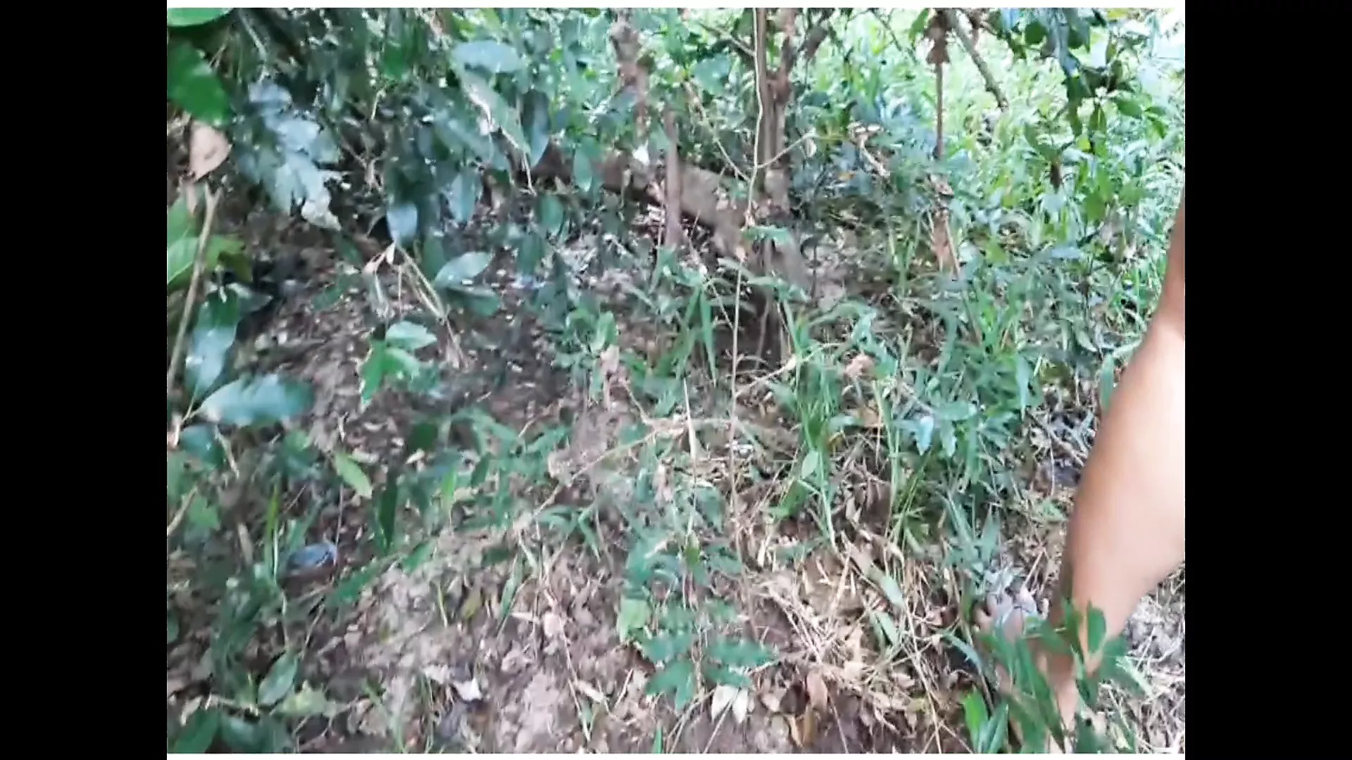 Stranger Fucks Aunty in the Jungle feat. LustyWives | xHamster